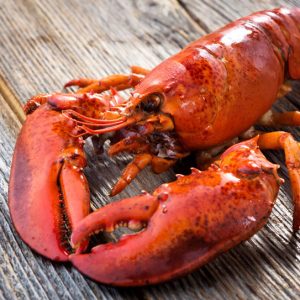 Red  Shrimp